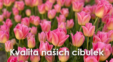 Naše cibuloviny