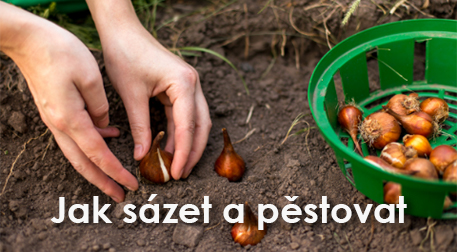 Blog o pěstování