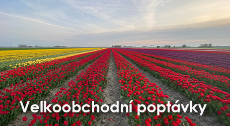 tulipany z Holandska
