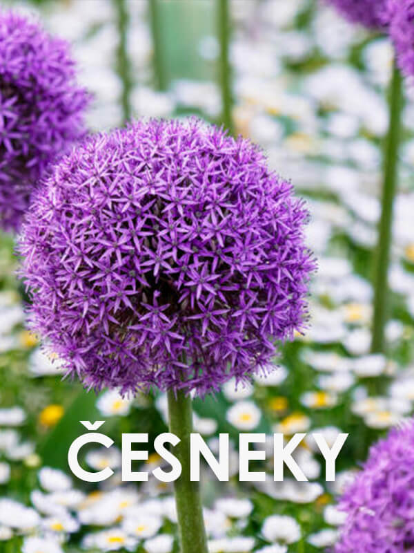 česneky