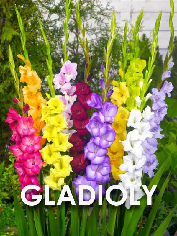 Gladioly