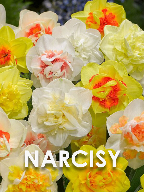 Narcisy