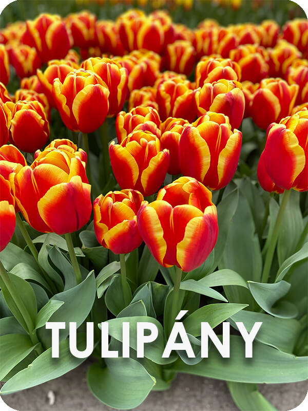 Tulipány