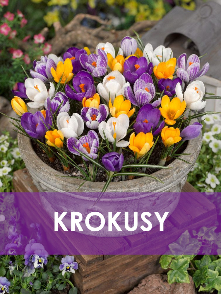Kdy Zasadit Cibulky Tulipanu (cibulek tulipánů, termín výsadby, bohaté kvetení, chorobami škůdci) Kdy Zasadit Cibulky Tulipanu