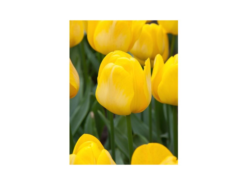 produkt