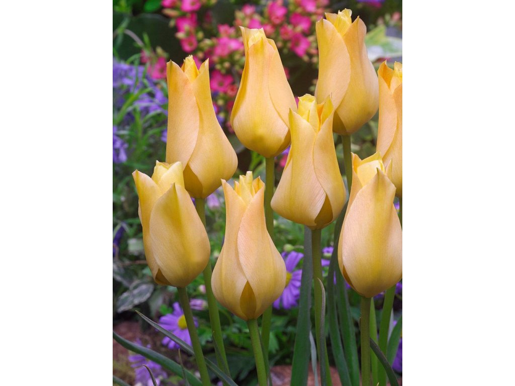 tulipa batalinii bronze charm 1