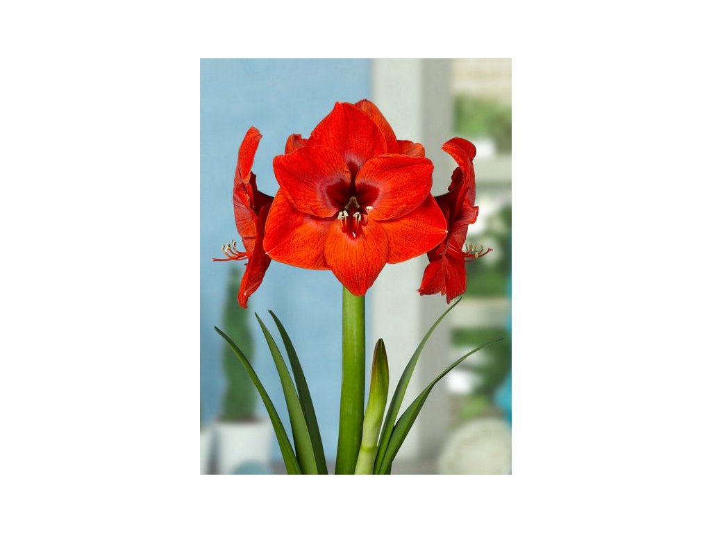 produkt