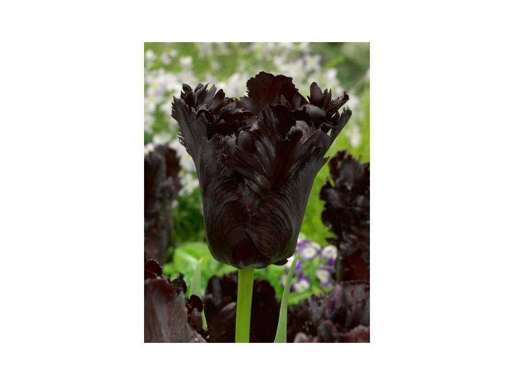produkt