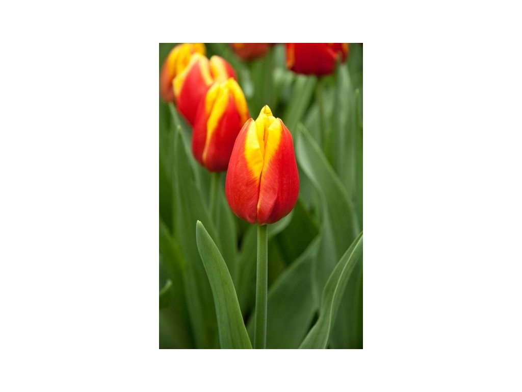 produkt