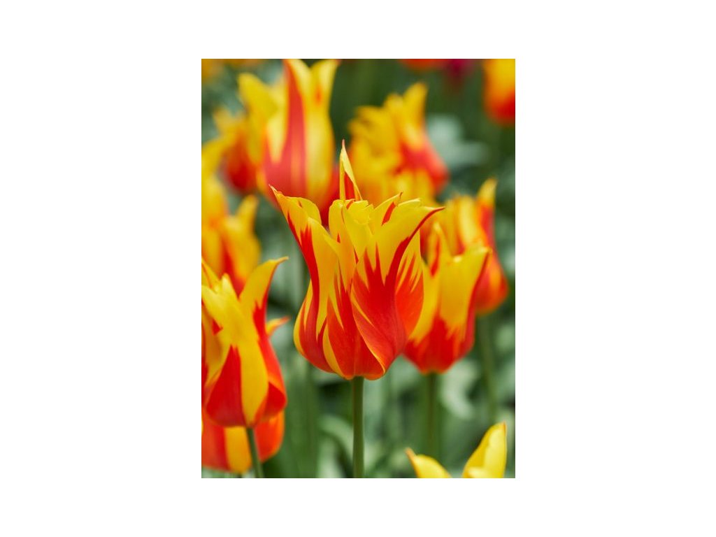 produkt