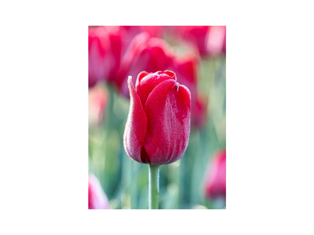 produkt