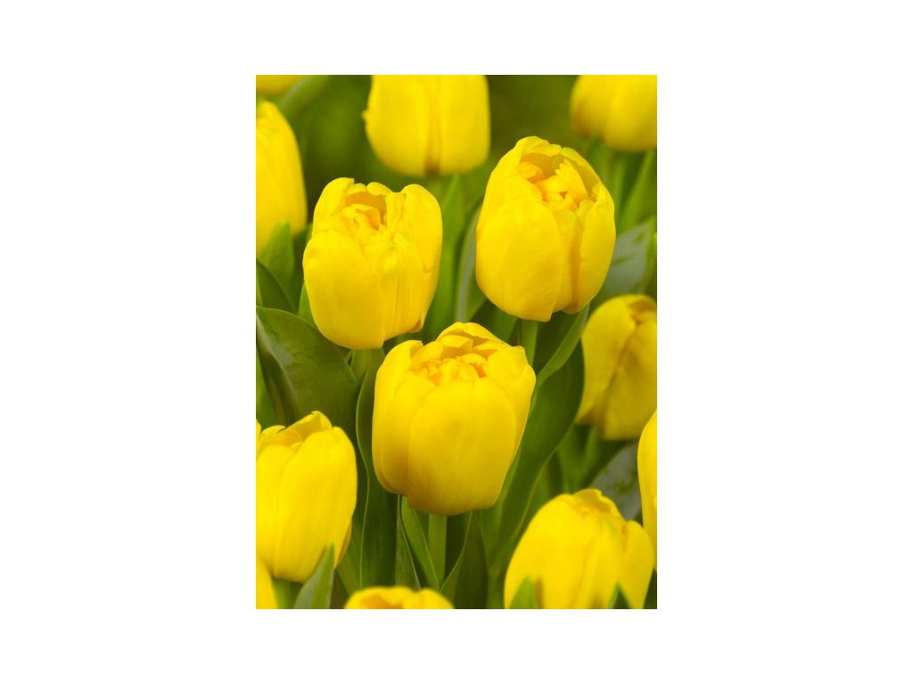 produkt