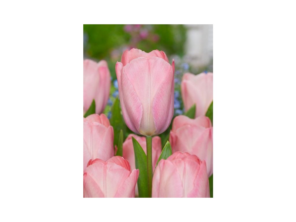 produkt