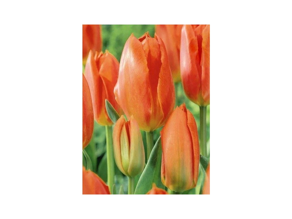 produkt