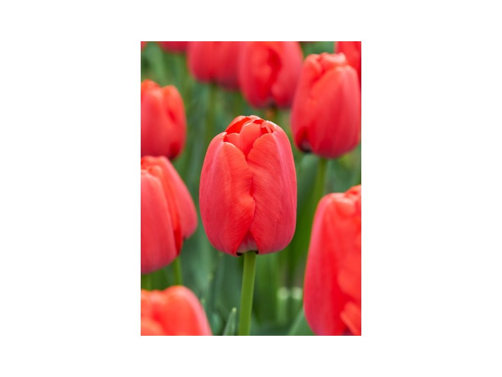 produkt