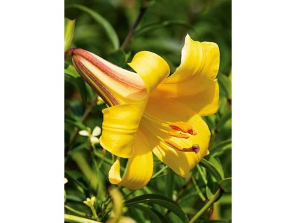 GOLDEN - ZLATÁ LILIE