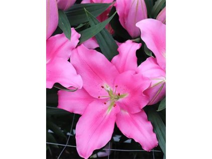 PRAIANO - RŮŽOVÁ LILIE