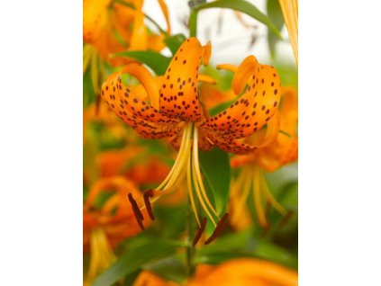 HENRYI - ORANŽOVÁ TEČKOVANÁ LILIE