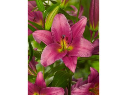 PURPLE PRINCE - FIALOVÁ LILIE