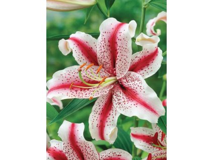 DIZZY - FIALOVO-BÍLÁ LILIE