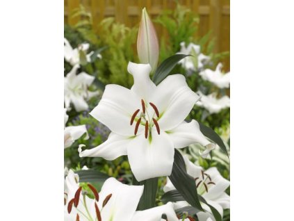 BAREVNÝ MIX - Lilie