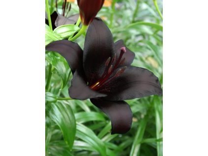 BAREVNÝ MIX - Lilie