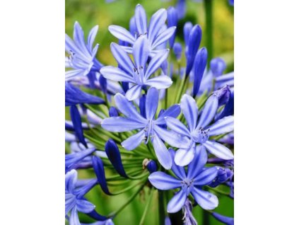 AGAPANTHUS BLUE - AFRICKÁ MODRÁ LILIE
