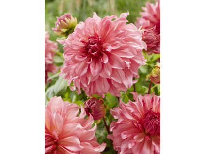 ISLANDER - RŮŽOVÁ JIŘINA