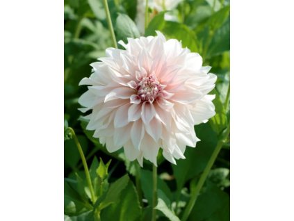 LATTE - KRÉMOVÁ JIŘINA