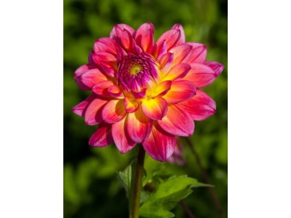 ARMATERAS - RŮŽOVO-ŽLUTÁ JIŘINA