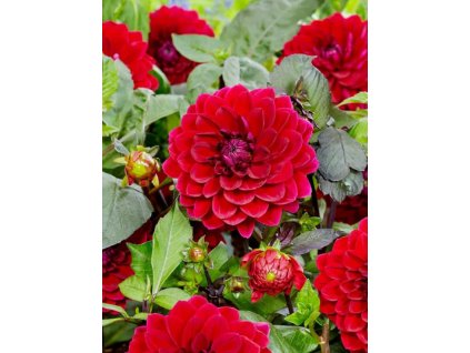 BERLIENER KLEENE - JIŘINA - DAHLIA