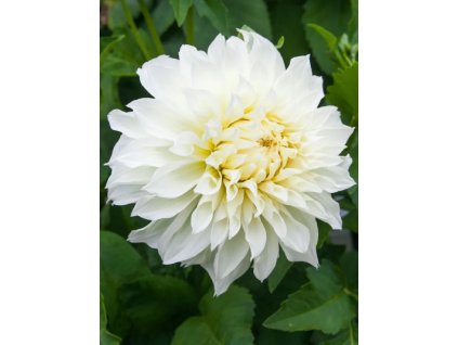 BERLIENER KLEENE - JIŘINA - DAHLIA