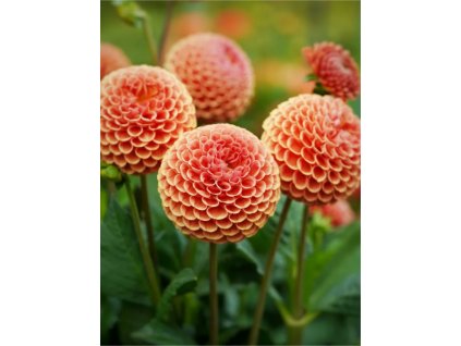 BERLIENER KLEENE - JIŘINA - DAHLIA