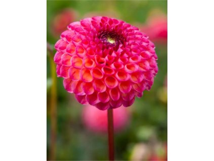 BERLIENER KLEENE - JIŘINA - DAHLIA