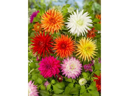 BERLIENER KLEENE - JIŘINA - DAHLIA