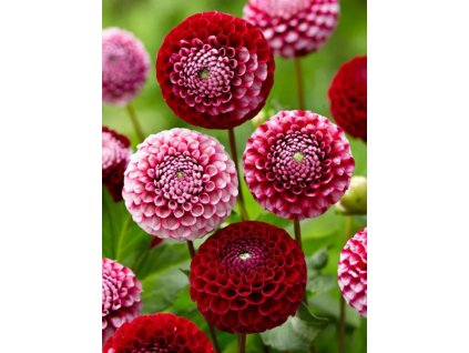 BERLIENER KLEENE - JIŘINA - DAHLIA