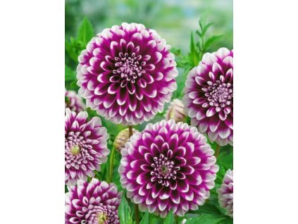 BERLIENER KLEENE - JIŘINA - DAHLIA