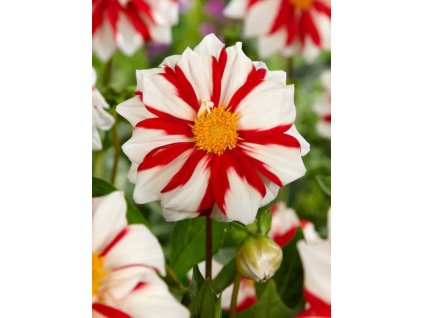 BERLIENER KLEENE - JIŘINA - DAHLIA