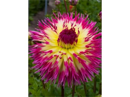 LINDSAY - ŽLUTO-FIALOVÁ JIŘINA