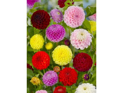 BERLIENER KLEENE - JIŘINA - DAHLIA