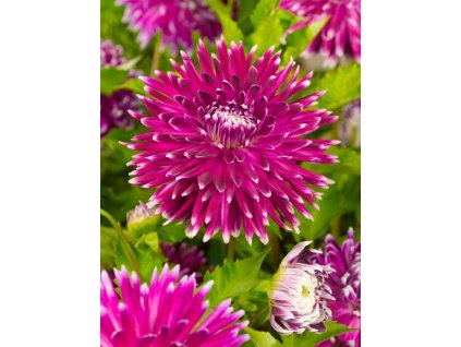 BERLIENER KLEENE - JIŘINA - DAHLIA