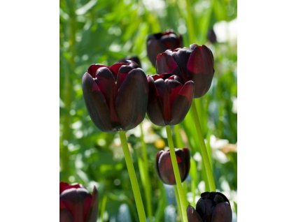 tulipa queen of night2