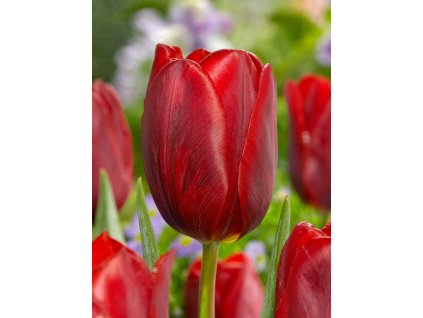 tulipa couleur cardinal 1 3