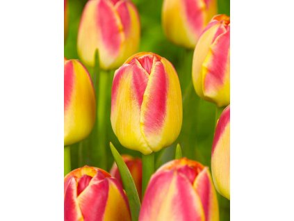 tulipa candy corner