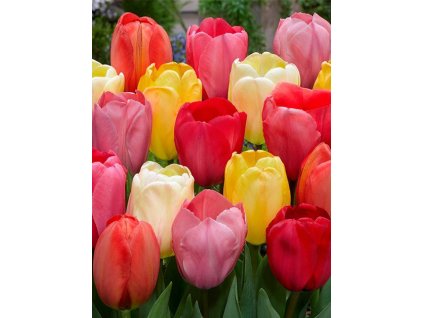 tulipa darwin mix 11