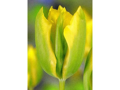 tulipa formosa 4