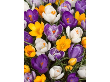 crocus large flowering mixed 1 12