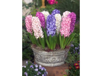 hyacinthus orientalis mixed container 6