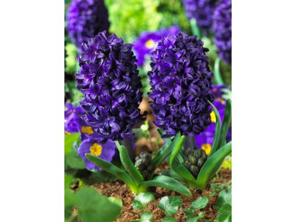 hyacinthus pacific ocean gg 4