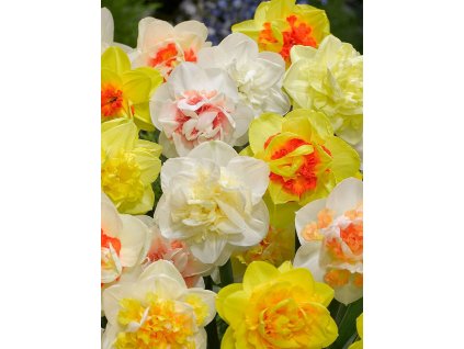 narcissus double mixed 2 1